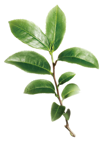 茶树树枝