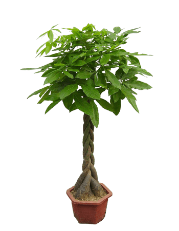 大型发财树盆栽