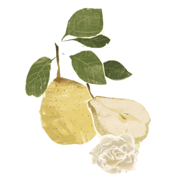 秋梨银耳手绘画素材图片