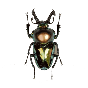 虫子png元素素材图片下载-万素网