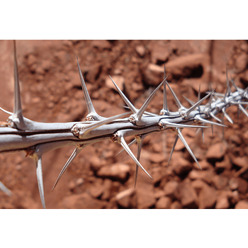 沙漠植物仙人掌免抠元素图片-元素素材3572043-万素网