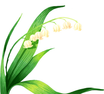 铃兰花图片-铃兰花设计素材-铃兰花素材免费下载-万素网