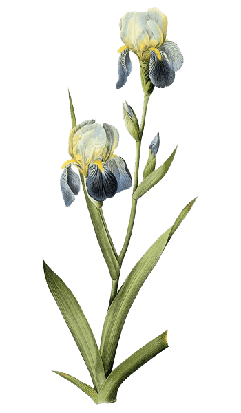手绘盛开的鸢尾花