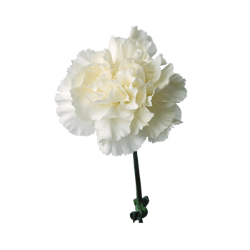 白色牡丹png元素素材图片下载-万素网