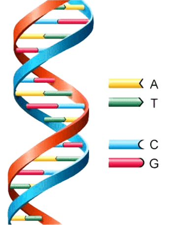 基因检测免抠元素图片-元素素材4374761-万素网