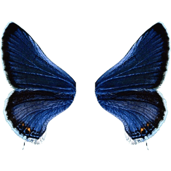 蓝色蝴蝶翅膀