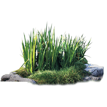 草丛图片免费下载_草丛素材_第8页_万素网