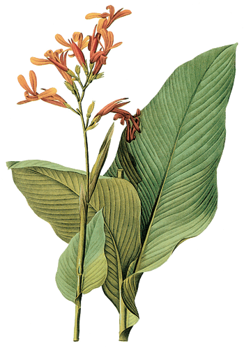 芭蕉叶卡通图片免费下载_芭蕉叶卡通素材_万素网