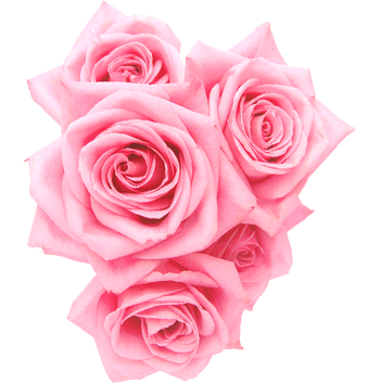 五朵粉色玫瑰花