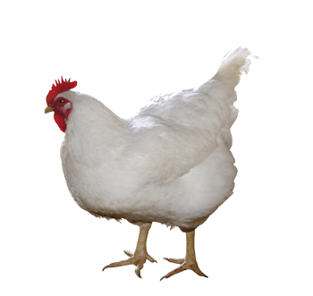 白色老母鸡