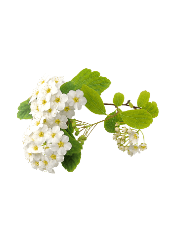 花植物 素材 免费花植物图片素材 花植物素材大全 万素网