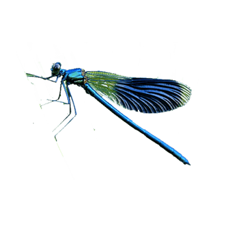 蓝色蜻蜓免抠元素图片-元素素材5892515-万素网