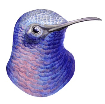 蓝色长嘴鸟头