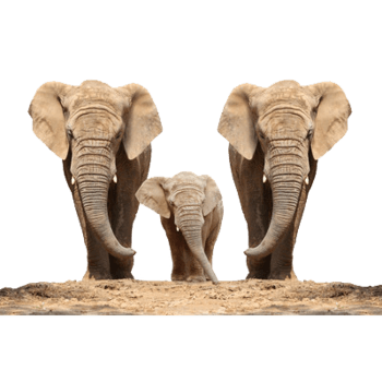 三只的大象一家三口