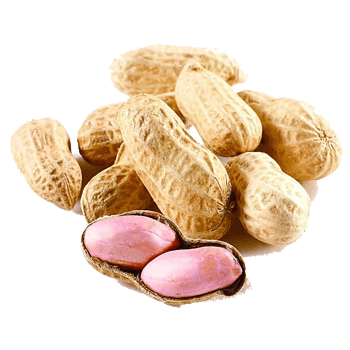 生花生图片免费下载-生花生素材-万素网