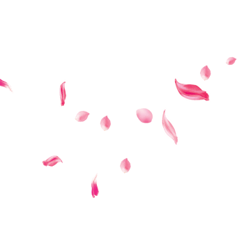 粉红唯美玫瑰花瓣