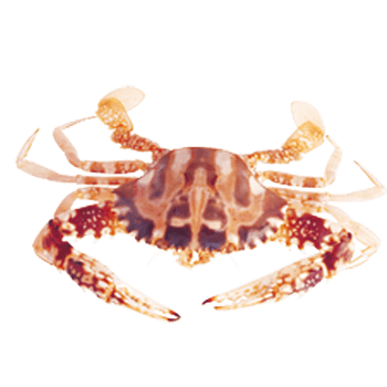 海蟹 素材 免费海蟹图片素材 海蟹素材大全 万素网