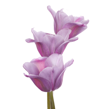 紫色郁金香头像图片