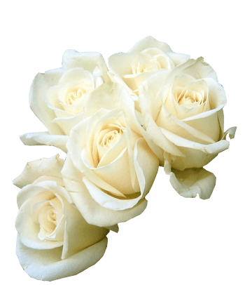 白玫瑰 花束 花朵