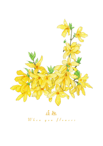 黄色连翘花朵素材