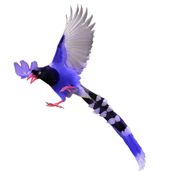 紫色凤尾鸟 装饰元素 800 800px 编号 Png格式 万素网