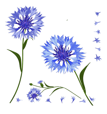 2017蓝色手绘矢车菊