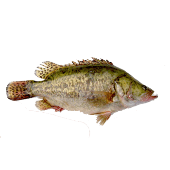 桂花鱼 素材 免费桂花鱼图片素材 桂花鱼素材大全 万素网