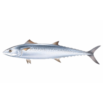 深海鱼类 素材 免费深海鱼类图片素材 深海鱼类素材大全 万素网