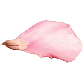 花瓣飘舞飞舞花瓣素材