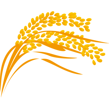 稻谷 稻米 稻穗 禾稻 大米