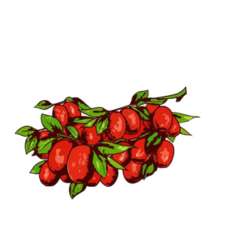 手绘红枣