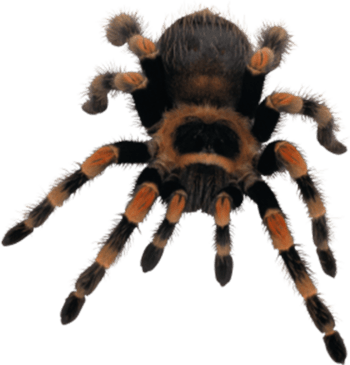 毛茸茸的毒蜘蛛