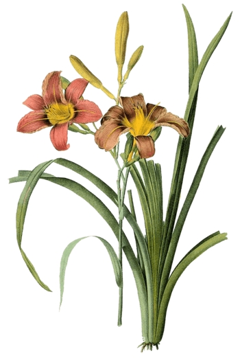 百合花图片 素材 免费百合花图片图片素材 百合花图片素材大全 万素网