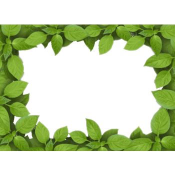 绿色树叶装饰边框