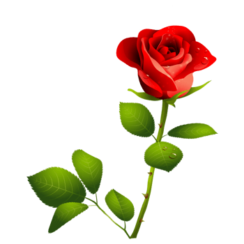 红色漂亮玫瑰花png元素素材图片下载-万素网