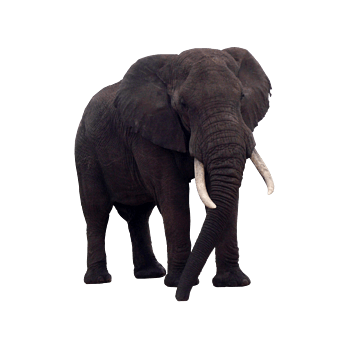 黑象png免抠素材