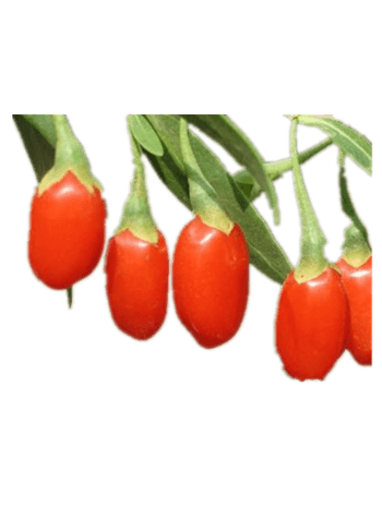 新鲜枸杞图片免费下载-新鲜枸杞素材-万素网