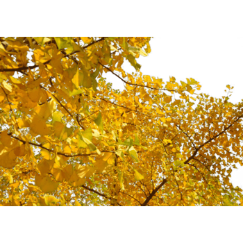 银杏树png元素素材图片下载-万素网