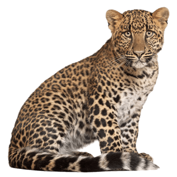 豹子动物免抠图png格式素材