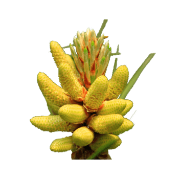 松花 素材 免费松花图片素材 松花素材大全 万素网