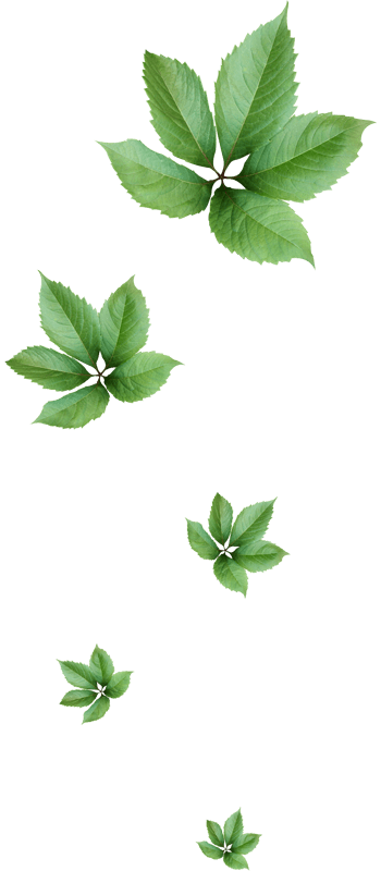 花卉背景素材花草ps素材png元素素材图片下载-万素网