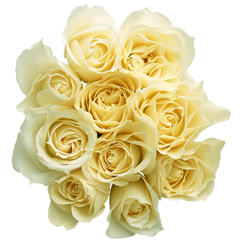 白蔷薇 素材 免费白蔷薇图片素材 白蔷薇素材大全 万素网