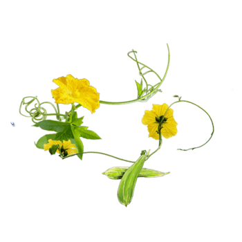 丝瓜 素材 免费丝瓜图片素材 丝瓜素材大全 万素网