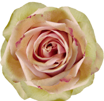 红边白玫瑰特写