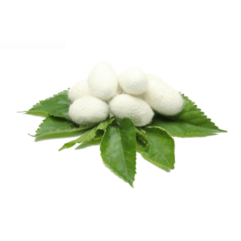 桑叶上的蚕茧素材