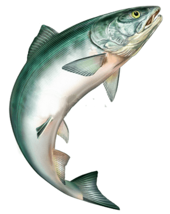 卡通手绘跳跃的鱼图片