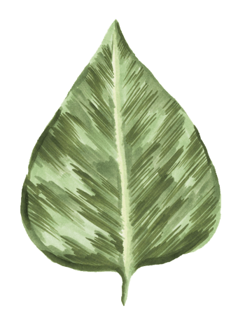 一片手绘绿色树叶