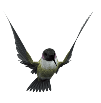 小鸟免抠元素图片-元素素材196080-万素网