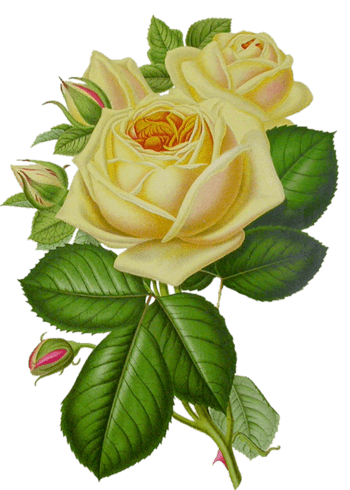 创意花卉图片花卉图案