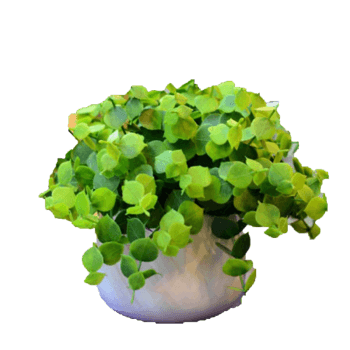 盆栽图片免费下载_盆栽素材_第13页_万素网